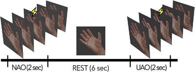 Mu-desynchronization, N400 and corticospinal excitability during observation of natural and anatomically unnatural finger movements